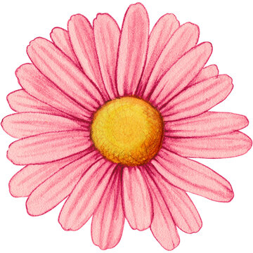 watercolor hand drawn colorful daisy flower