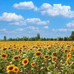 Yellow sunflowers on a blue sky background. Agricultural field of sunflowers