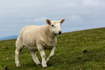 Naklejka na ściany i meble Ein Schaf auf der Isle Of Skye in Schottland