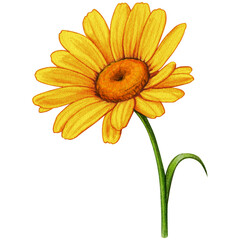watercolor hand drawn colorful daisy flower