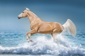 Obraz na płótnie Canvas Beautiful horse free run in water