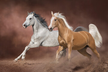 Fototapeta na wymiar Two beautiful horse with long mane run in desert