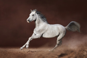 Obraz na płótnie Canvas Arabian stallion run fast