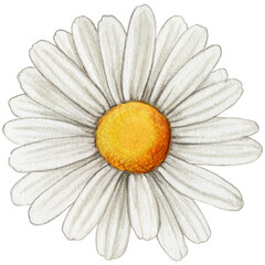 watercolor realistic daisy
