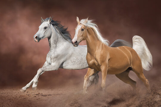Two beautiful horse with long mane run in desert © callipso88