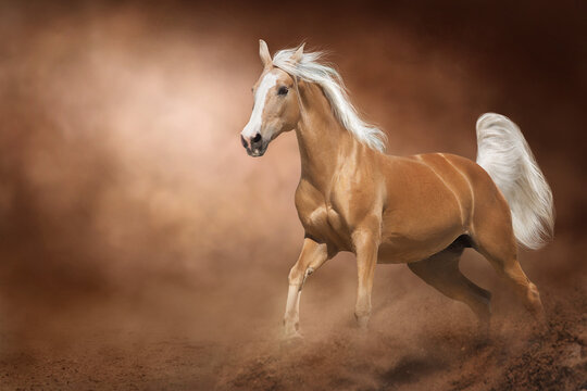 Palomino horse run free in desert sand against dramatic dark background
