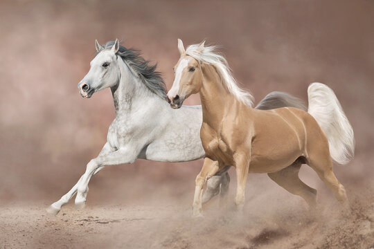white horse running © callipso88