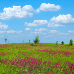Wild meadow blooming with red flowers. Pastoral calm natural landscape of sunny summer day with blue sky