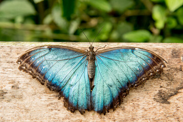 Blauer Morpho Schmetterling auf Holzbank