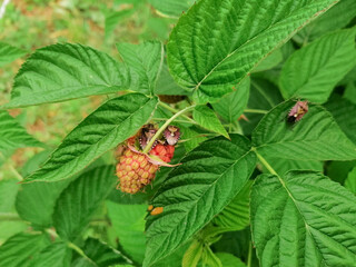Bed bugs on green raspberry leaves, unripe raspberries, pest control in the garden.