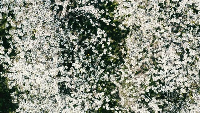 Drone photo of miles of rows of blooming apple trees, aerial view of a Cherry orchard in bloom. Blossoming garden in spring
