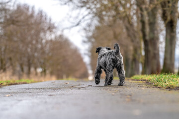 small black schnauzer on a walk on an alley in the park
