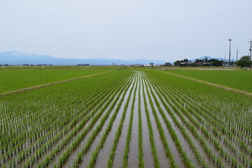 田園風景 日本有数の米どころ 山形県庄内