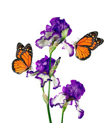 colorful monarch butterflies on blue iris flowers isolated on white © Oleksii