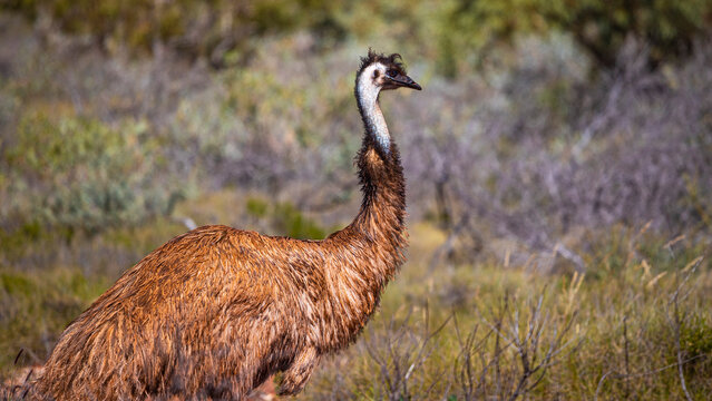 Beautiful impressive emu bird walking among australian bushes in outback, Exmouth, Cape Range National Park