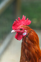 Head of a brown rooster close-up Portrait of a rooster on a green background in the zoo.