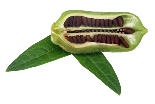 Sesame seeds with leaves