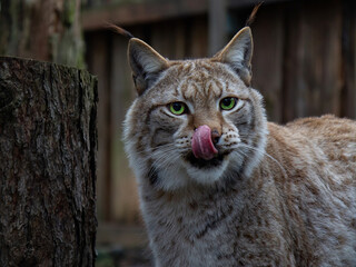 Eurasian Lynx with green eyes looking forward