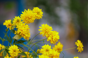 Golden ball in the city flowerbed. Flowers in an urban environment. Background, selective focus