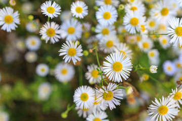 Wild field flowers, autumn daisies in the forest. Background, selective focus