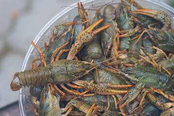 River crayfish, a traditional snack for beer. Background, selective focus