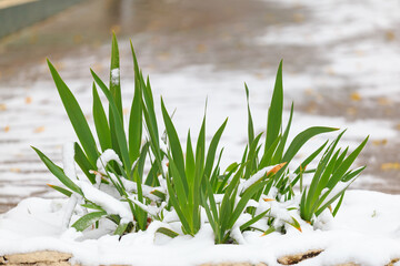 City flowerbed in the snow. Winter background, selective focus