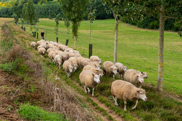 Rentrée des brebis à la bergerie par l'éleveur. Race Romane et Ile de France