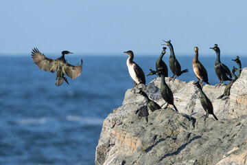 European shags on the rocks