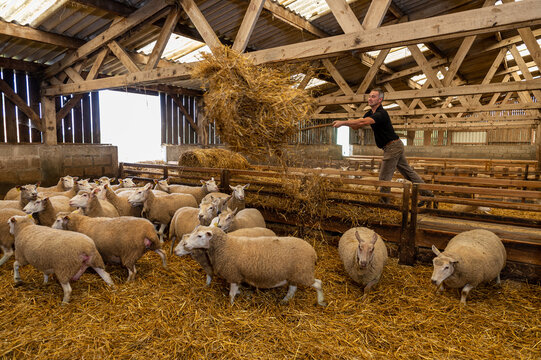 Distribution de paille pour les brebis &agrave; la bergerie par l'&eacute;leveur. Race Romane et Ile de France