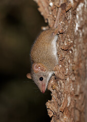 Yellow-footed Antechinus -Antechinus flavipes also called mardo, shrew-like marsupial found in Australia, subspecies are flavipes and rubeculus and leucogaster found in Western Australia - 572466748