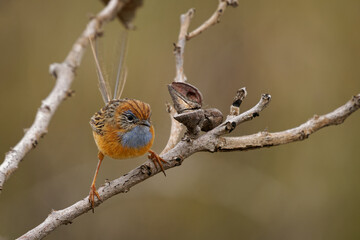 Southern Emu-wren - Stipiturus malachurus brown bird with long tail and blue throat in Maluridae, endemic to Australia, natural habitats are temperate forests, Mediterranean-type shrubby vegetation