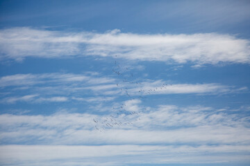 keys of birds flying in the blue sky among cirrus clouds