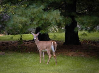 Female whitetail deer looking at camera; fresh grass in foreground; big pine trees in background