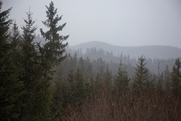 Spring spruce green forest in a snowstorm