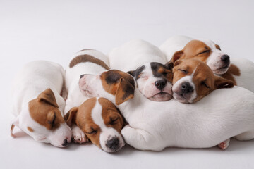 jack russell terrier puppies sleeping on pure white background