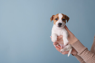 female hands holding a puppy jack russell terrier on a blue background