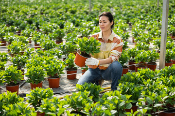 Naklejka na ściany i meble Female farm worker caring for hydrangea flowers in a greenhouse