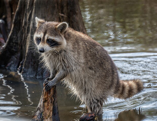 A cute raccoon standing with his back legs in water