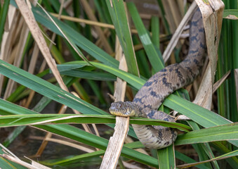 A snake getting warm on top of thick reeds