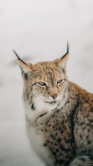 Luchs 