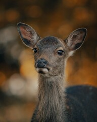 Reh im Portrait