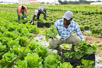 African-american man harvesting swiss chard on plantation. Plantation workers gathering swiss chard crop.