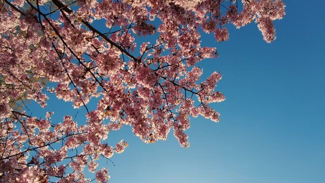 Pink cherry blooming against bright sunrise sky. Cherry branch with flowers in spring bloom. Landscape of the cherry blossom. Golden sunbeams falling on beautiful sakura flowers against blue sky.