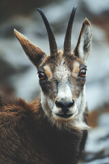 Chamois (Rupicapra Carpatica) 