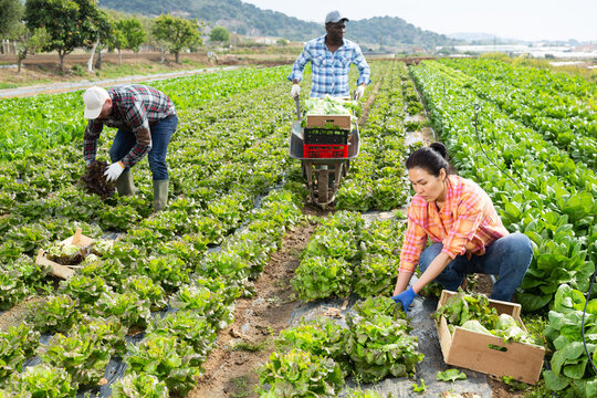 Multiracial farmers, men and woman, harvesting green lettuce on plantation.