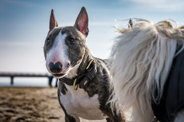 Miniature Bullterrier