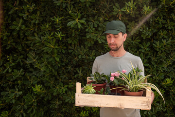 Man gardener in green cap holds wooden box with houseplants in front of living evergreen fence Phillyrea latifolia. Delivery of seedlings from plant nursery. Small business, hobby, gardening. Mock up