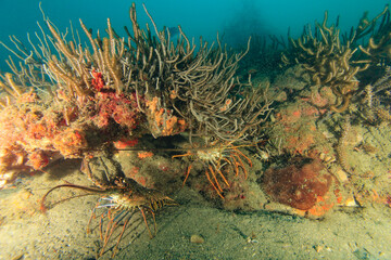 langosta en arrecife 
