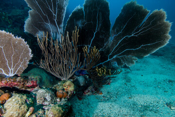 coral reef in aquarium