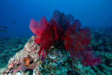 coral reef